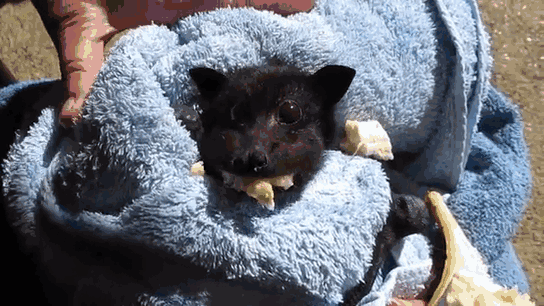 rescued-baby-bat-eat-banana-miss-alicia-8 rescued-baby-bat-eat-banana-miss-alicia-8