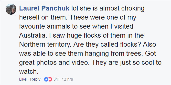 rescued-baby-bat-eat-banana-miss-alicia-9 rescued-baby-bat-eat-banana-miss-alicia-9