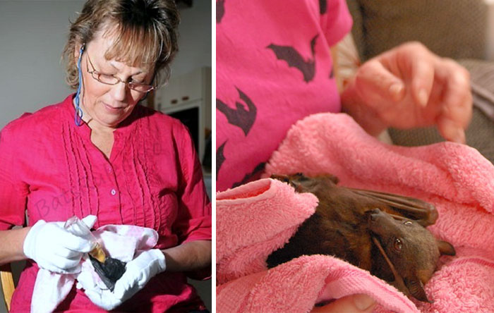 rescued-baby-bat-eat-banana-miss-alicia-bats-2 rescued-baby-bat-eat-banana-miss-alicia-bats-2