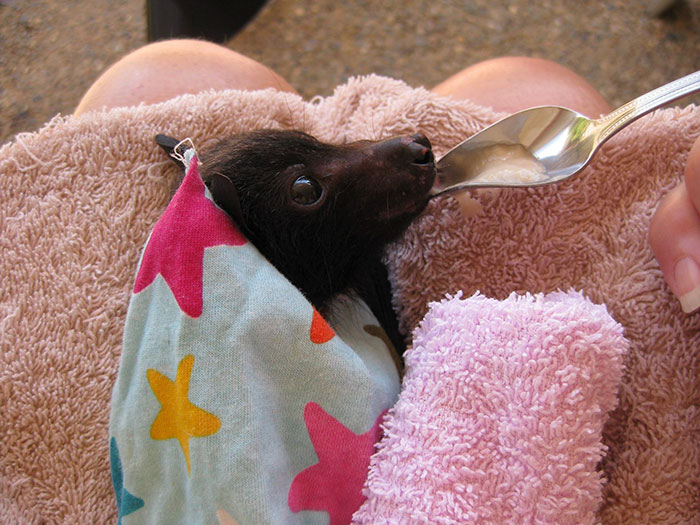 rescued-baby-bat-eat-banana-miss-alicia-bats-3 rescued-baby-bat-eat-banana-miss-alicia-bats-3