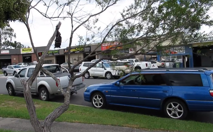 rescued-baby-bat-eat-banana-miss-alicia-bats rescued-baby-bat-eat-banana-miss-alicia-bats