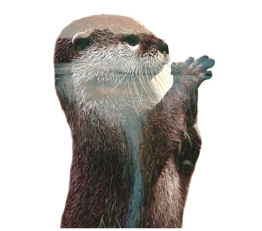 I Use Double Exposure To Create A Series That Merge Wildlife With Landscapes I Use Double Exposure To Create A Series That Merge Wildlife With Landscapes