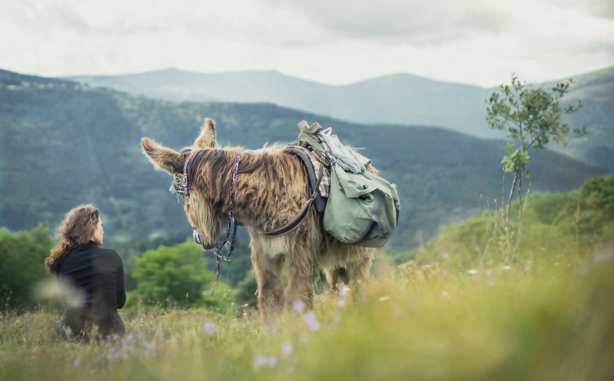 We Bought A Donkey And Took Him On A Road Trip We Bought A Donkey And Took Him On A Road Trip