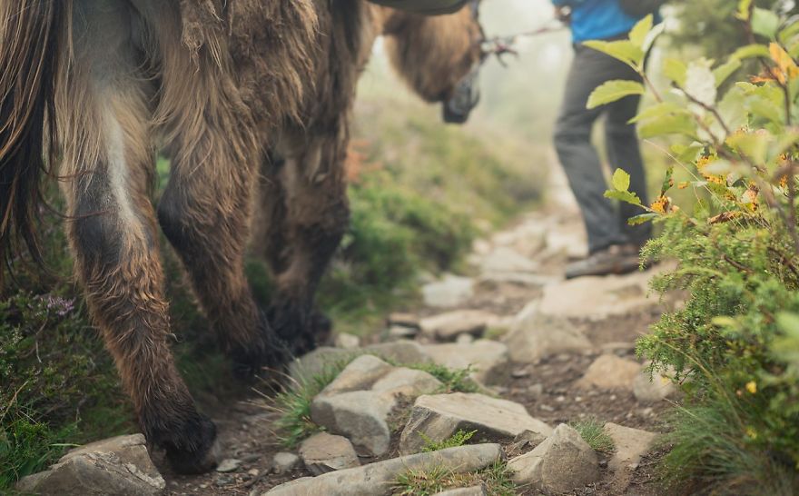 We Bought A Donkey And Took Him On A Road Trip