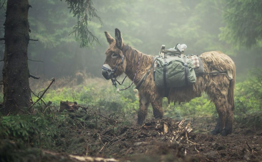 We Bought A Donkey And Took Him On A Road Trip