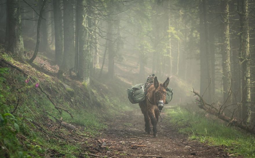 We Bought A Donkey And Took Him On A Road Trip We Bought A Donkey And Took Him On A Road Trip