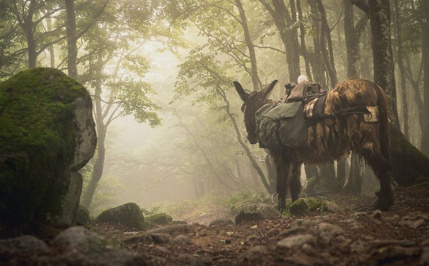 We Bought A Donkey And Took Him On A Road Trip