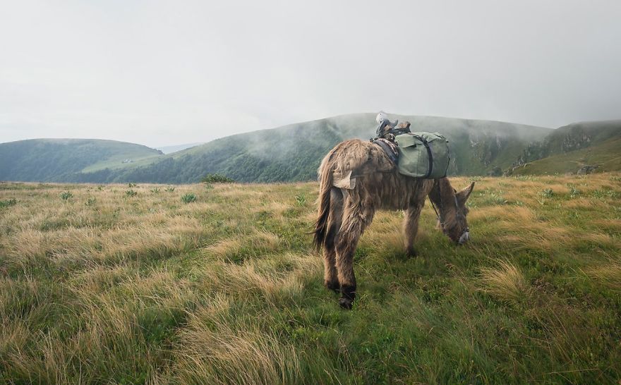 We Bought A Donkey And Took Him On A Road Trip