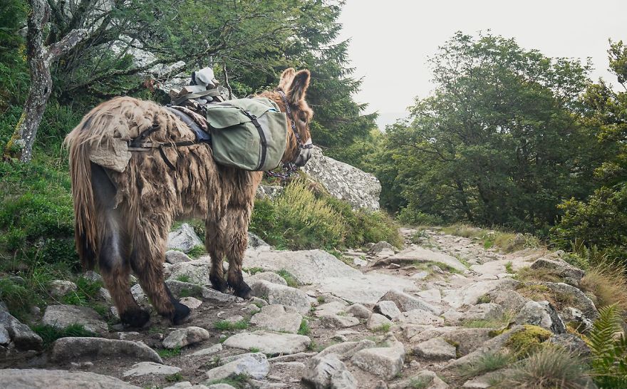 We Bought A Donkey And Took Him On A Road Trip We Bought A Donkey And Took Him On A Road Trip