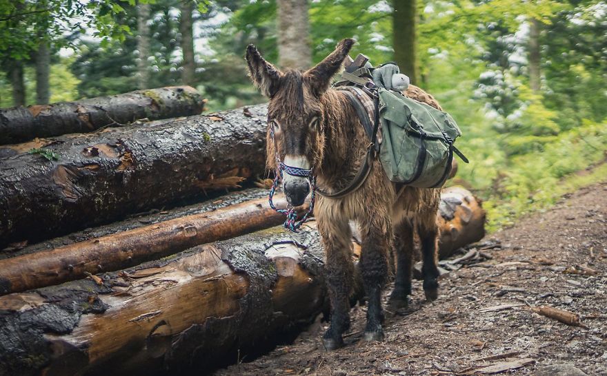 We Bought A Donkey And Took Him On A Road Trip We Bought A Donkey And Took Him On A Road Trip