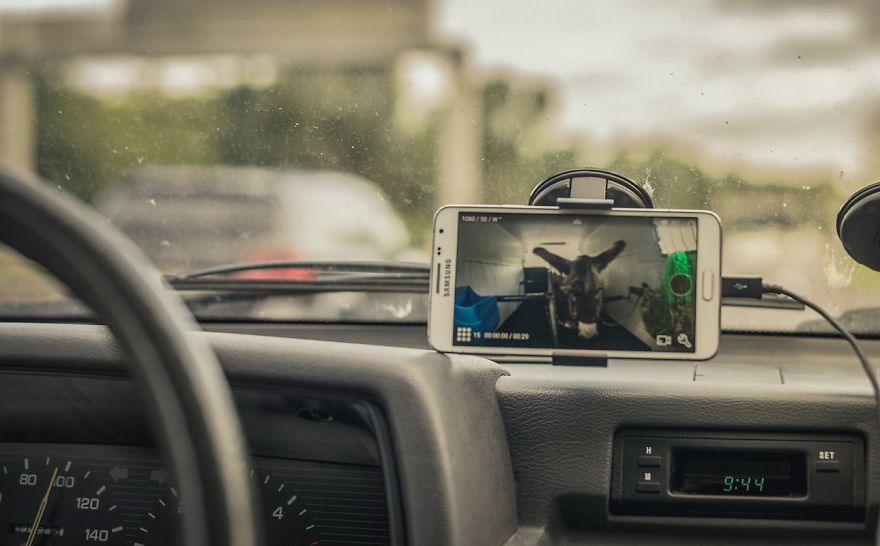 We Bought A Donkey And Took Him On A Road Trip