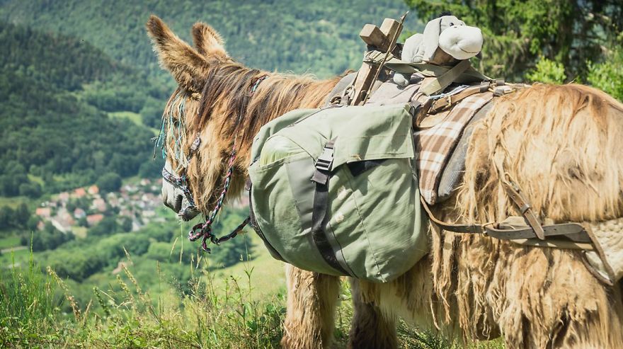 We Bought A Donkey And Took Him On A Road Trip We Bought A Donkey And Took Him On A Road Trip