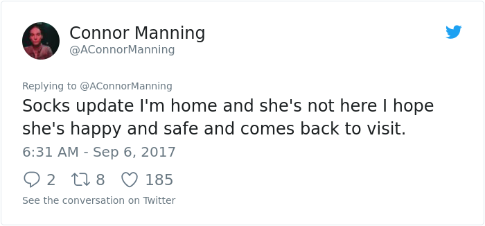 street-cat- follow-human-socks (13)