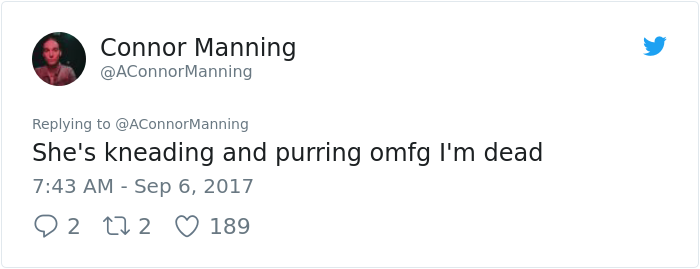 street-cat- follow-human-socks (15)