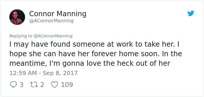 street-cat- follow-human-socks (24)