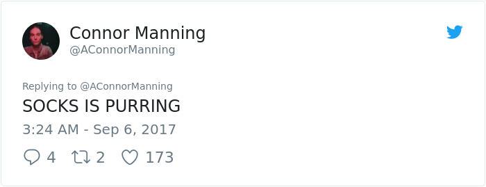 street-cat- follow-human-socks (7) street-cat- follow-human-socks (7)