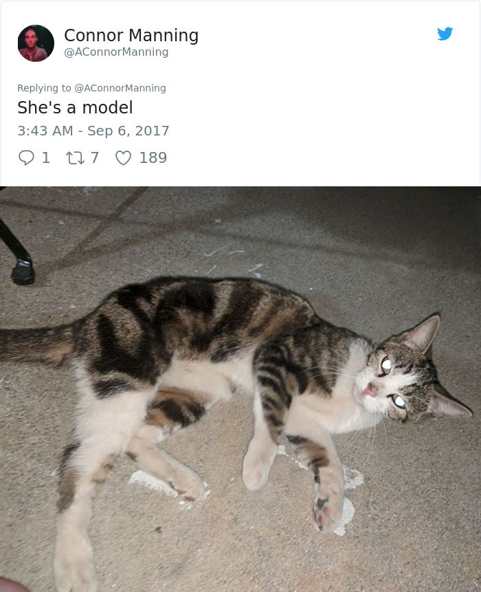 street-cat-socks-follow-human-11a street-cat-socks-follow-human-11a