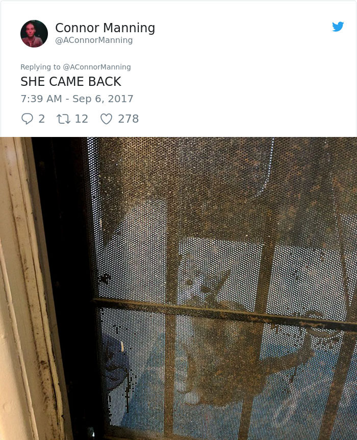 street-cat-socks-follow-human-13a