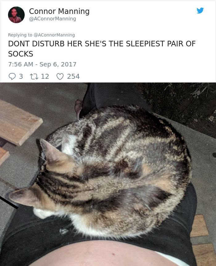 street-cat-socks-follow-human-14a street-cat-socks-follow-human-14a