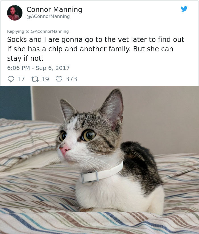 street-cat-socks-follow-human-15a street-cat-socks-follow-human-15a