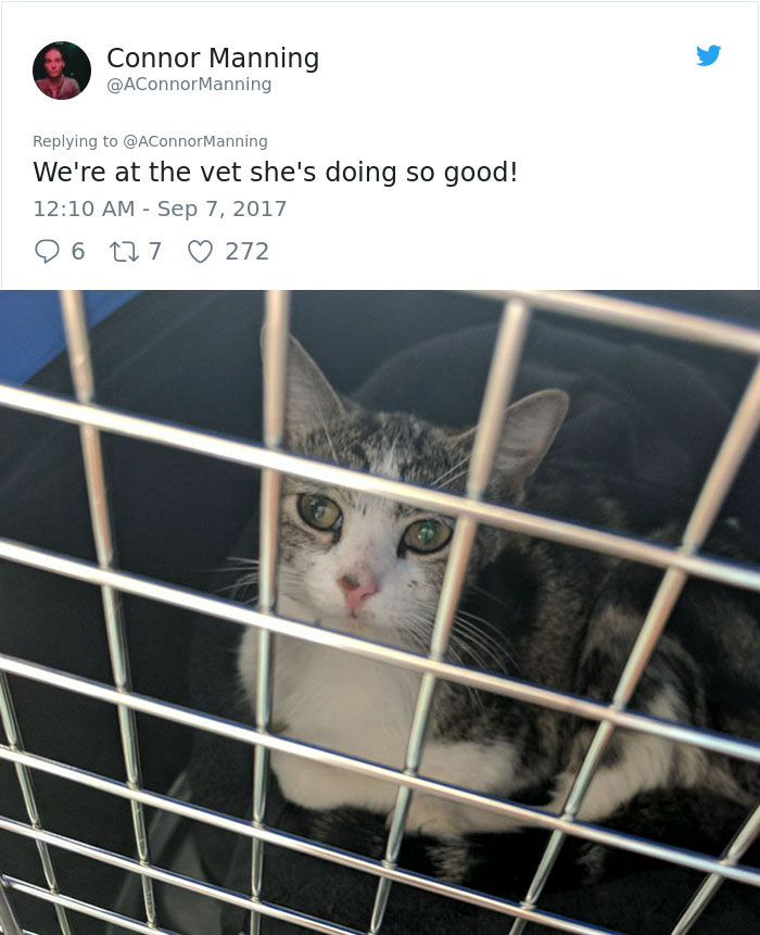 street-cat-socks-follow-human-16a street-cat-socks-follow-human-16a