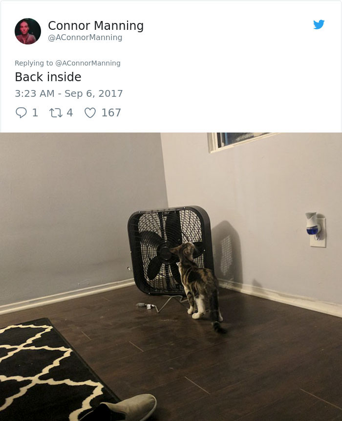 street-cat-socks-follow-human-9a street-cat-socks-follow-human-9a