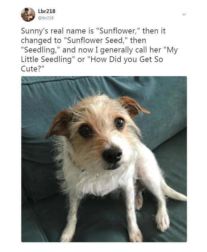 A small dog sitting on a couch with names evolving from Sunflower to Seedling, showcasing pet names people now call pets.