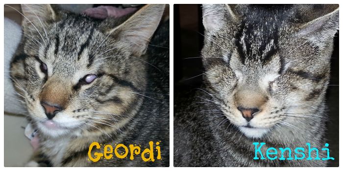 Geordi Was Born Without Eyes. Kenshi Losts His Eye To The Herpes Virus As A Wee Kitten.