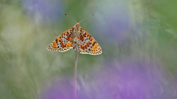 This Video Will Show You A Fairytale Nature World