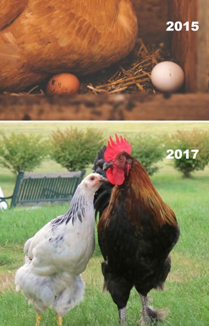 2015-2017 Nest-Hood Sweethearts