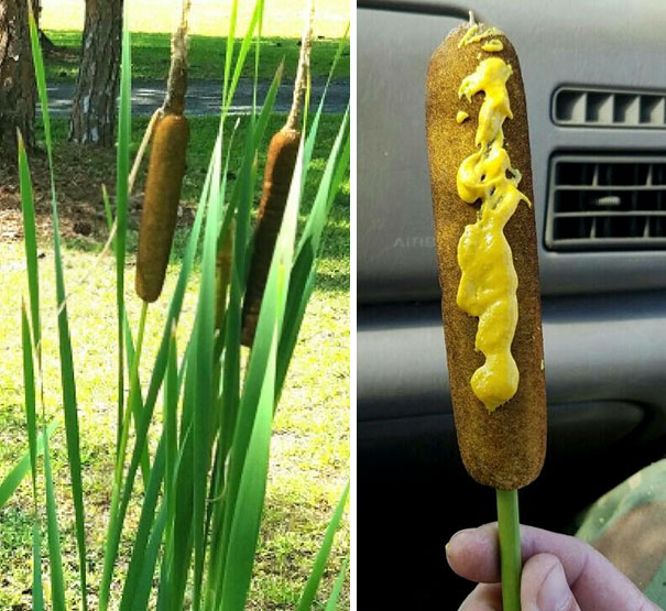 Found Some Wild Grown Corn Dogs