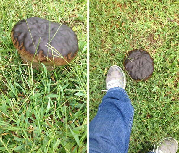 This Mushroom In My Yard Looks Just Like A Giant Chocolate Donut