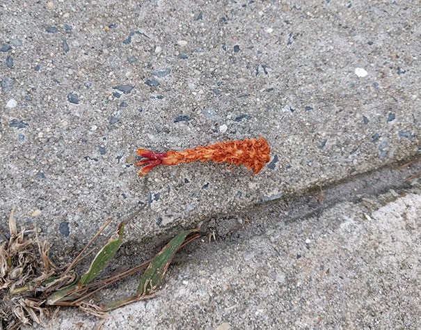 The Squirrels Around Here Chew Pine Cones And Leave Them On The Ground, Looking Like Coconut Shrimp