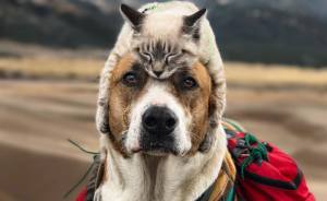 This Cat And Dog Love Travelling Together, And Their Pictures Are Absolutely Epic