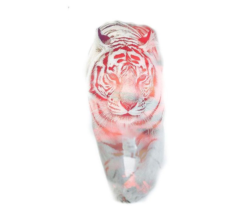 I Use Double Exposure To Create A Series That Merge Wildlife With Landscapes