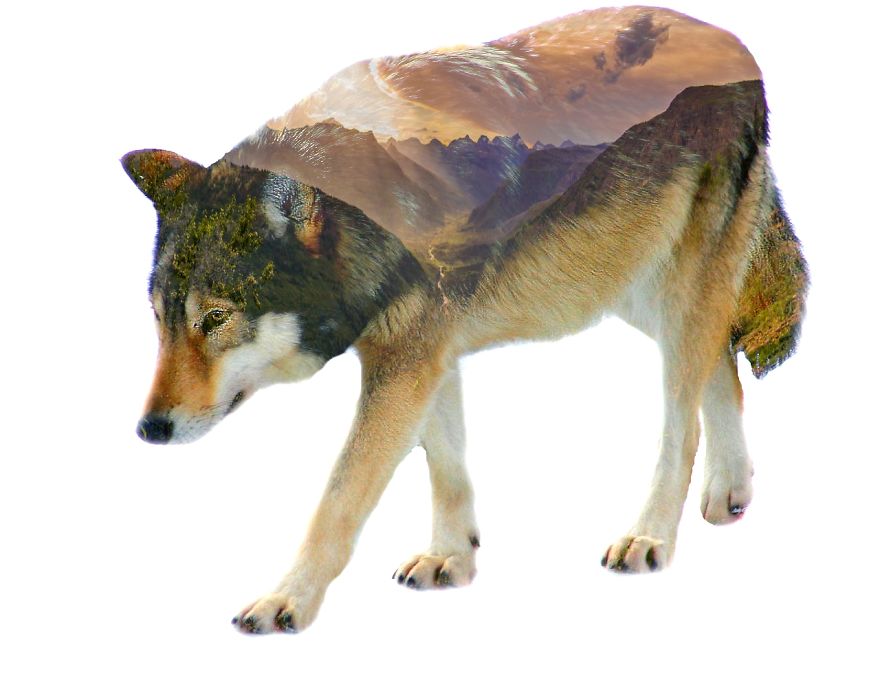 I Use Double Exposure To Create A Series That Merge Wildlife With Landscapes