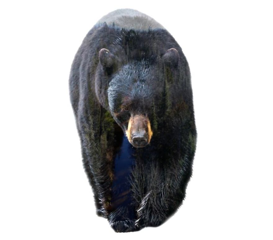 I Use Double Exposure To Create A Series That Merge Wildlife With Landscapes