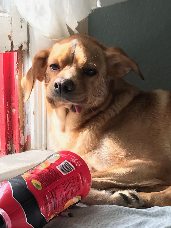 Our Silly Girl-Rescue At 8 Weeks, Weighed 3.8 Lbs And Diagnosed With Distemper. It Left Her With Only A Few Nubby Teeth And A Constant Mouth Twitch (Why Her Tongue Is Usually Out) And She Is By Far The Best Thing That Has Ever Happened To My Boyfriend And I!