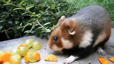 Wild-European-Hamsters
