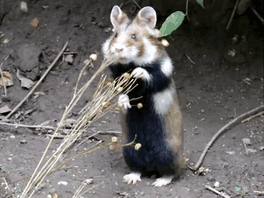 Wild-European-Hamsters