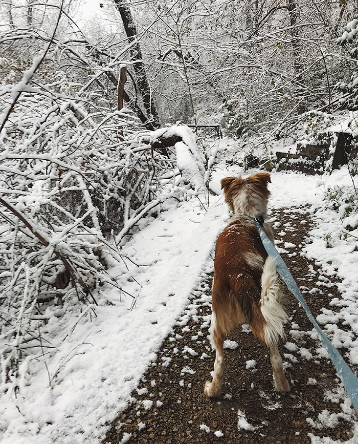 woman-adopted-dog-birthday-present-teddy-jekyllandclyde-03 woman-adopted-dog-birthday-present-teddy-jekyllandclyde-03