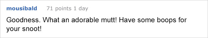 woman-adopted-dog-birthday-present-teddy-jekyllandclyde-07 woman-adopted-dog-birthday-present-teddy-jekyllandclyde-07