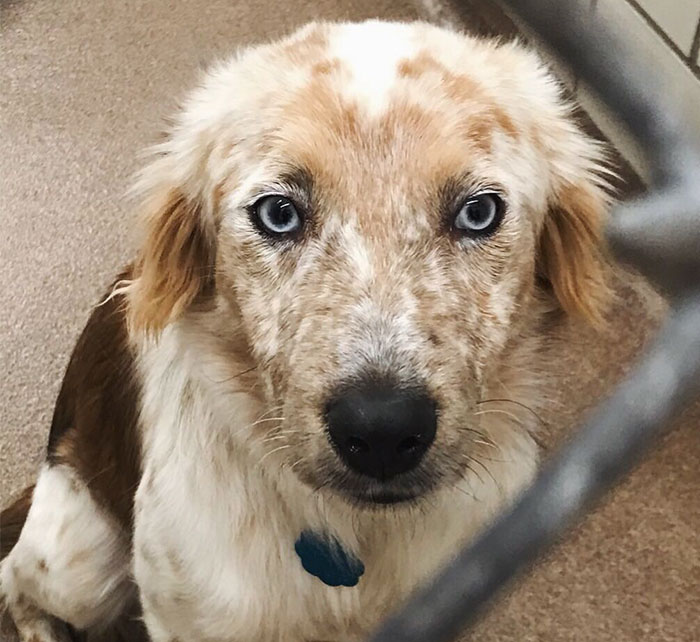 Esta mujer adoptó un perro como regalo por su 25º cumpleaños, y las fotos de antes y después lo dicen todo