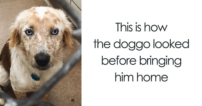 Woman Adopts Dog For Her 25th Birthday, And Its Before-And-After Photos Say It All