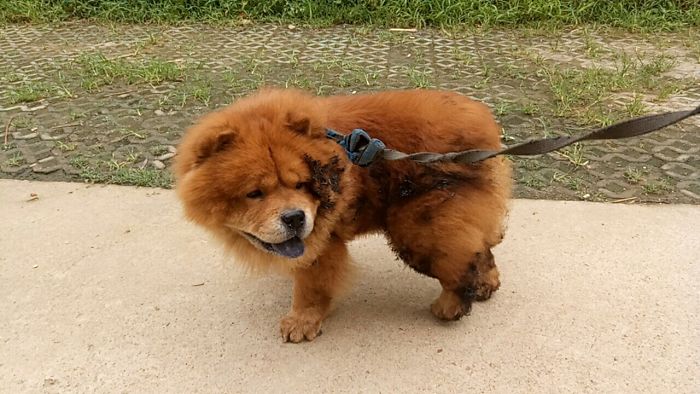 My Tailless Chow Yogi After Playing In The Muck