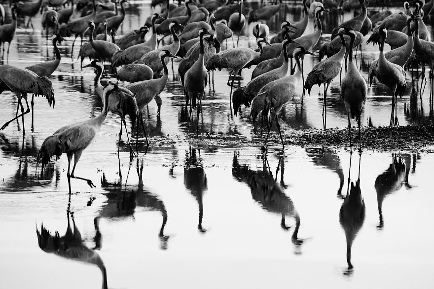 Photographing The Cranes Migration Photographing The Cranes Migration