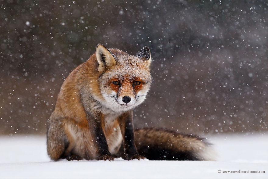 Foxes In The Snow