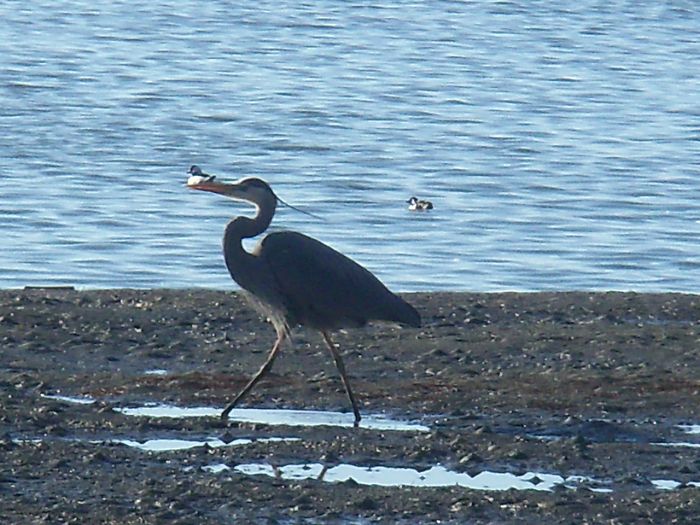 Hitchhiker; Didn't Really Happen. The Duck Is In The Water The Heron On The Beach.