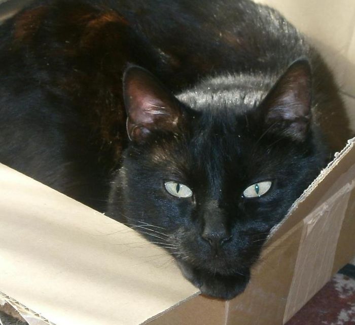 Black cat resting in a cardboard box, illustrating people sharing new pet names instead of the original ones.