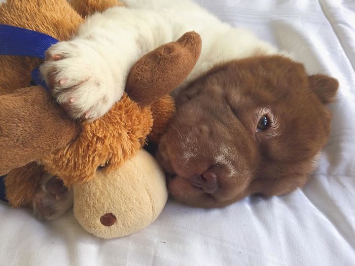 Boe The Bearcoat Cuddles His Moose, Moostafa